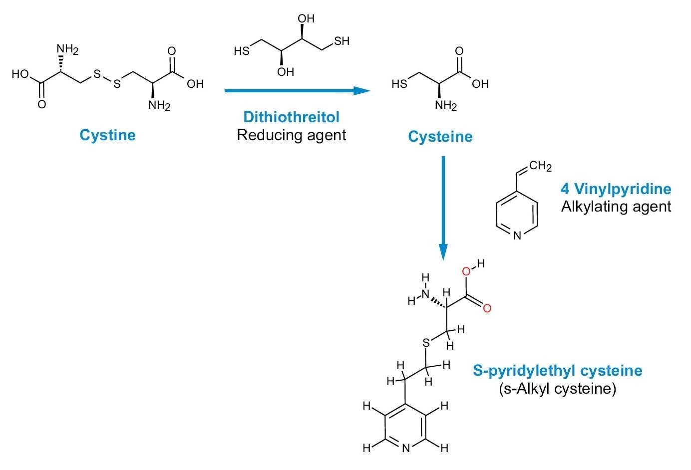 Abbildung 5. Alkylierung von Cystin und Cystein.