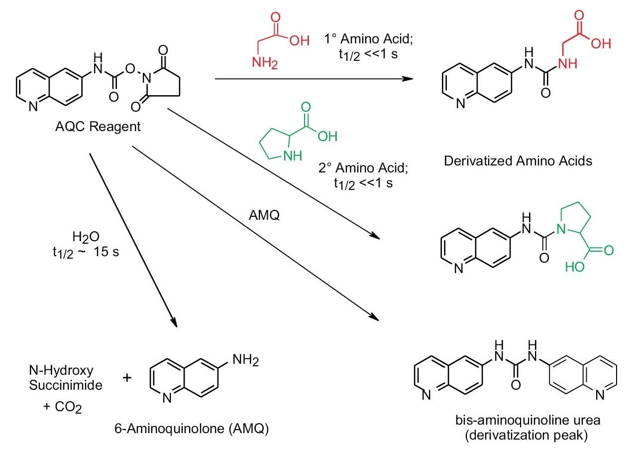 Abbildung 10. Schematische Darstellung der AccQ•Tag Reaktion bei der Derivatisierung primärer und sekundärer Aminosäuren.