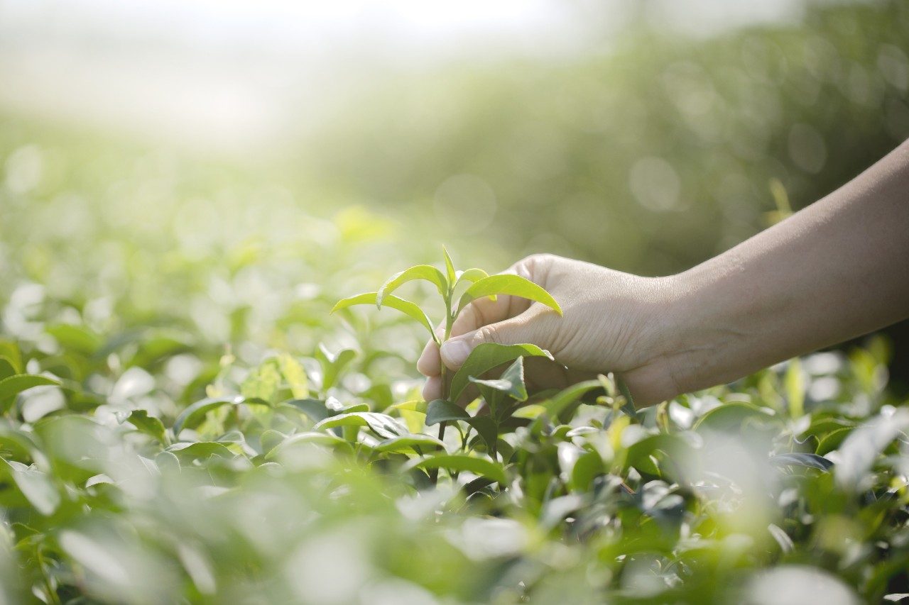 Hand picking fresh tea leaves in natural organic green tea farm