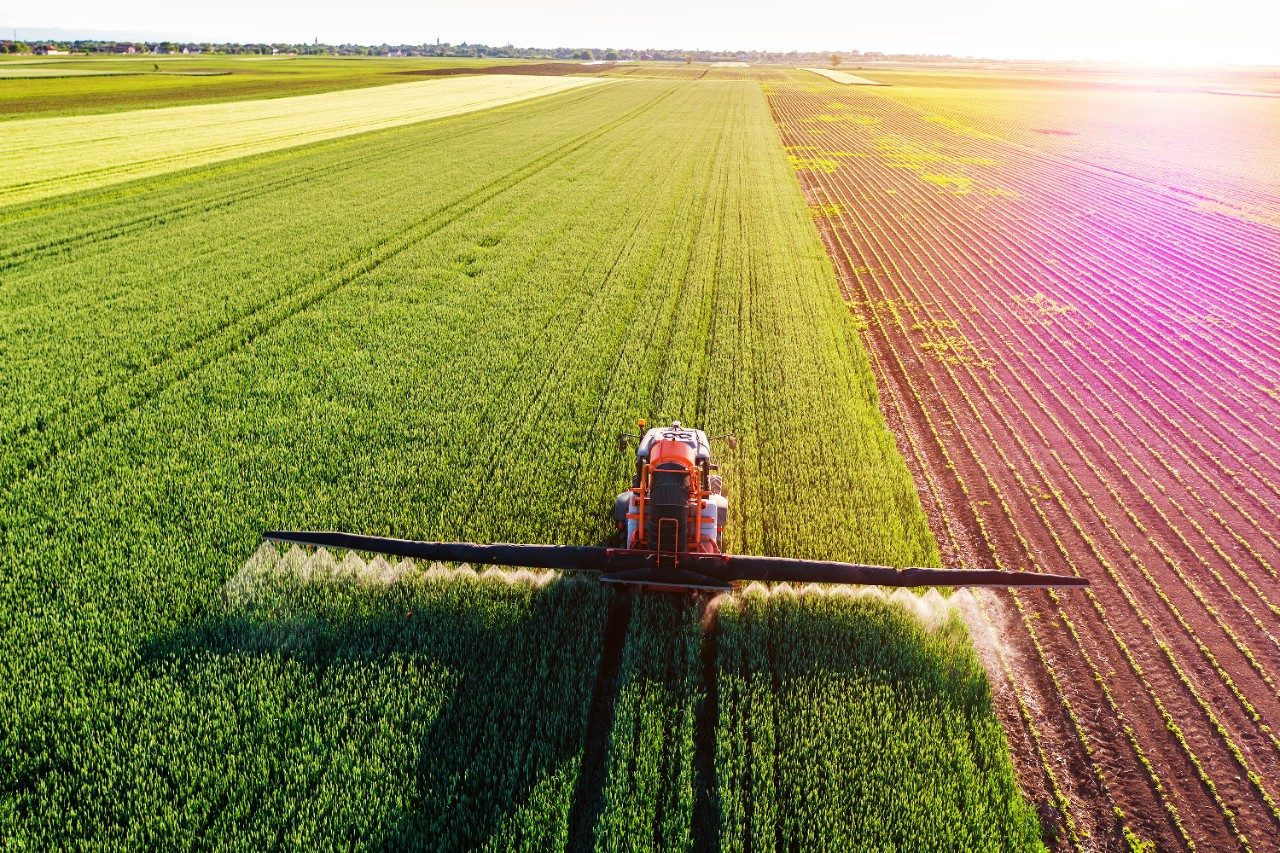 Farmer spraying green wheat field