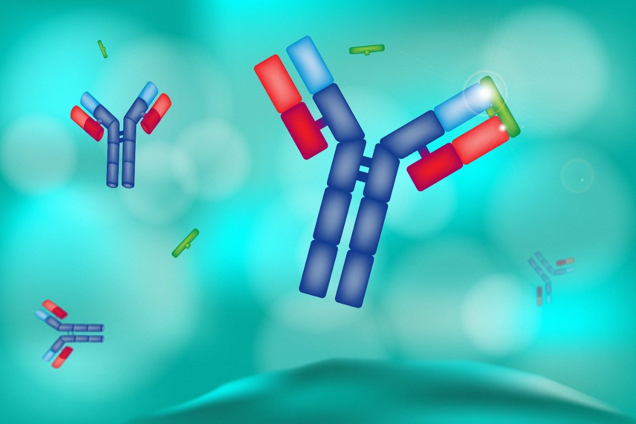 Antibody, microbiology, drug in the body