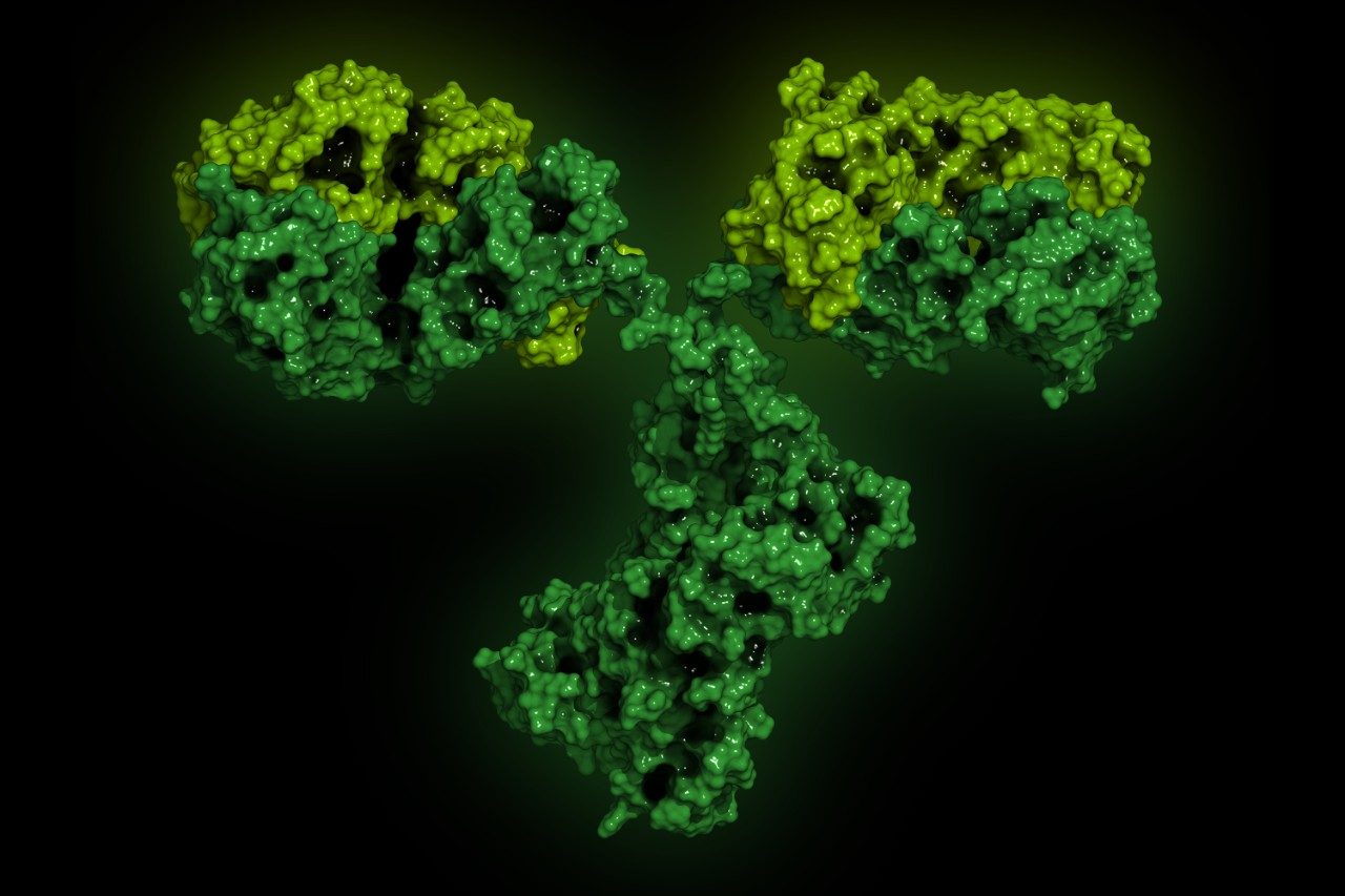 IgG2a monoclonal antibody (immunoglobulin)