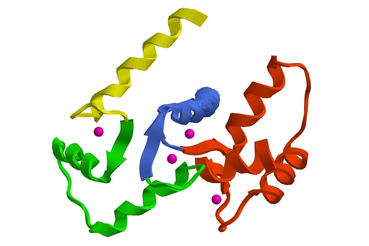 Molecular structure of calmodulin