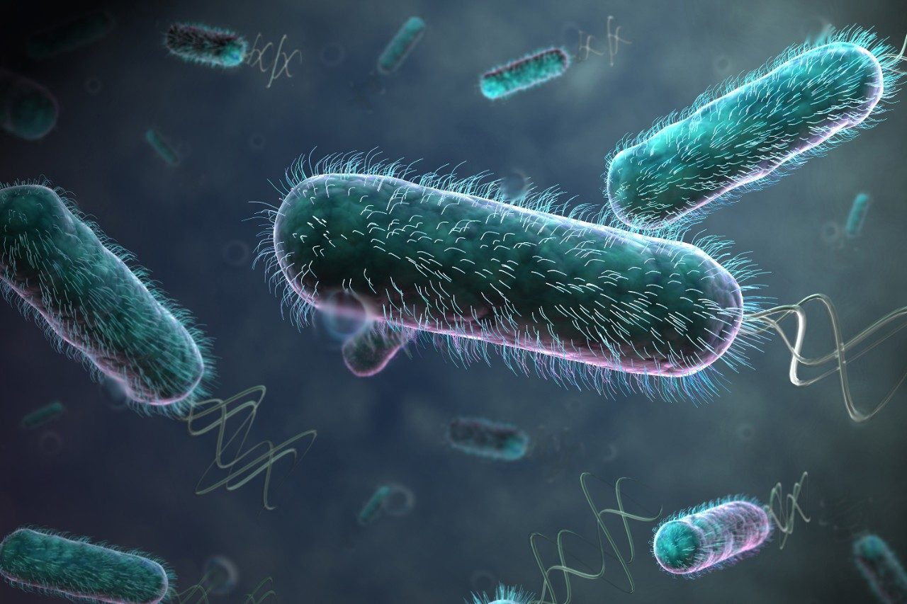 ecoli bacteria with flagella