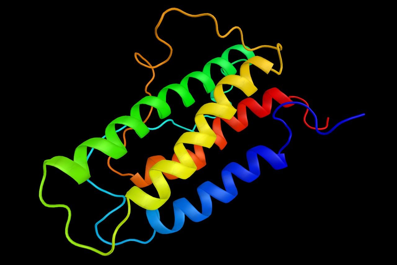 Human erythropoietin (EPO) protein