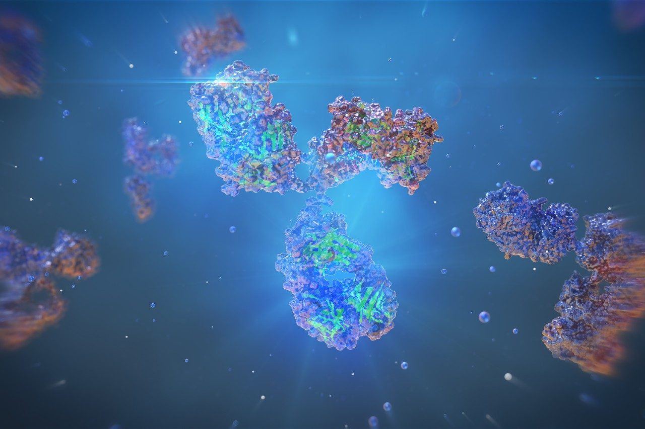 Human monoclonal antibody to fight cancer