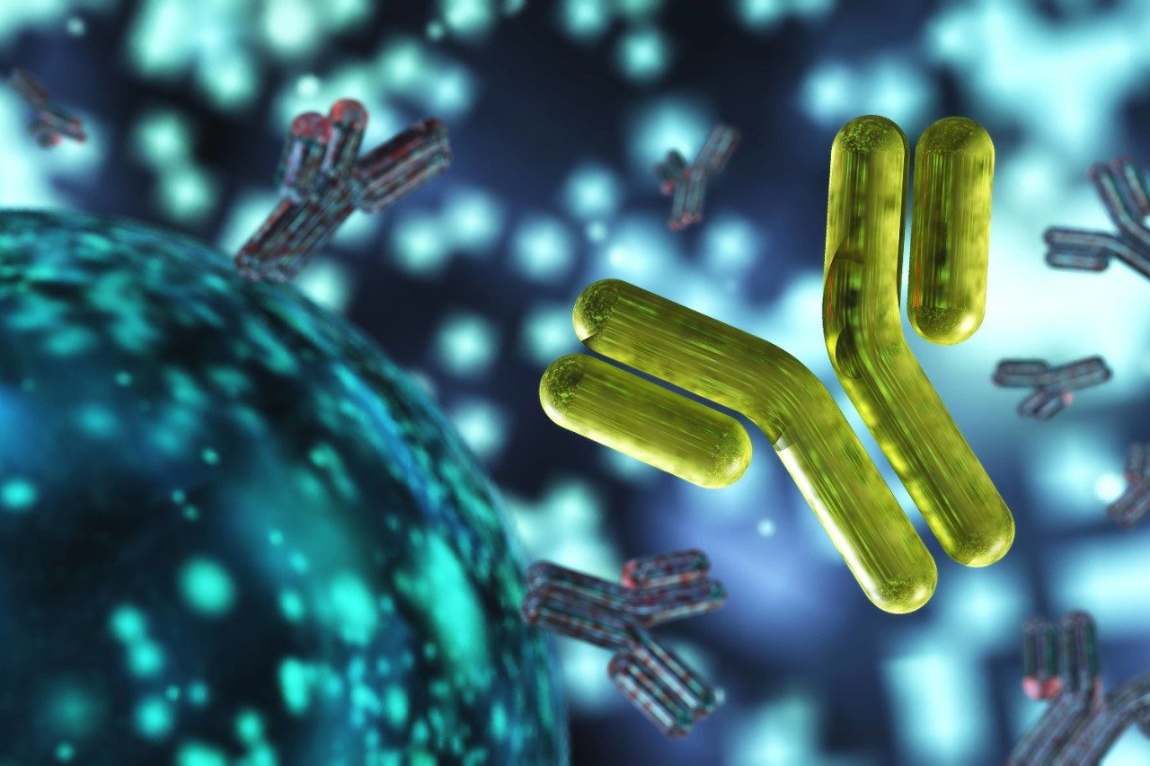 Monoclonal antibody mAb