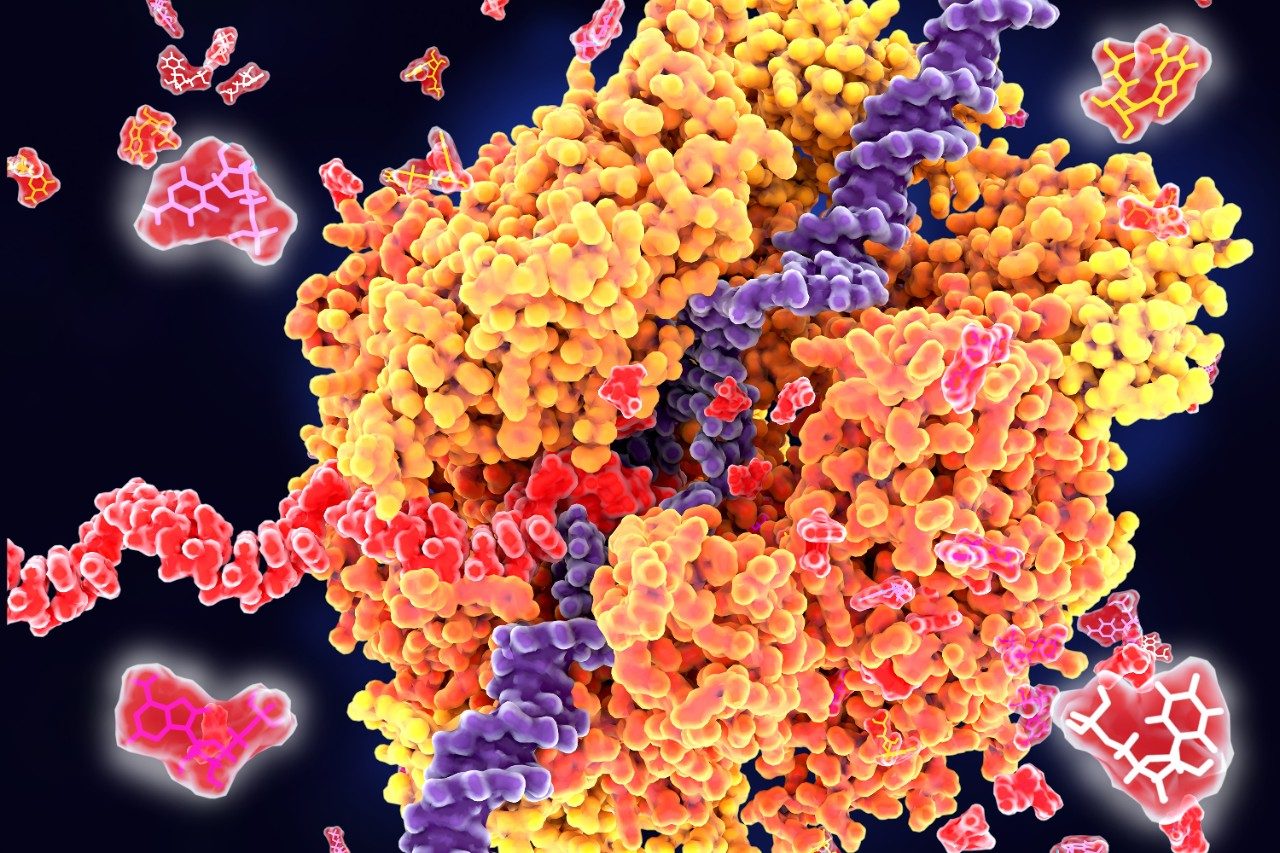 RNA Polymerase II transcribing DNA into RNA