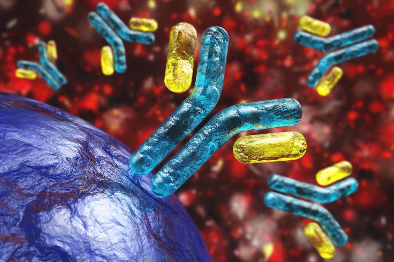 Therapeutic monoclonal antibodies