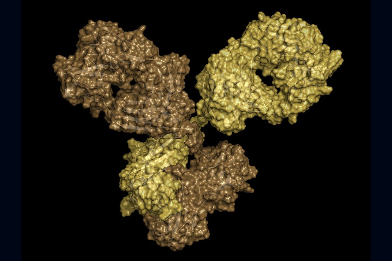 IgG1 monoclonal antibody (immunoglobulin)