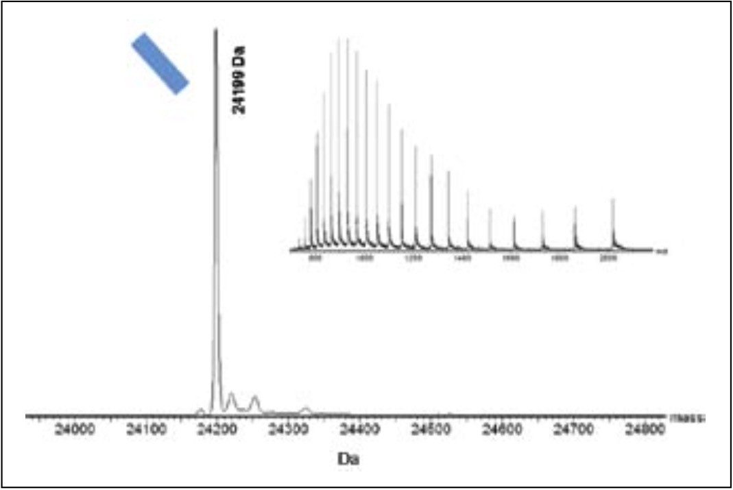 Combined mass spectrum (inset) and deconvoluted mass spectrum of the light chain derived from the IgG1