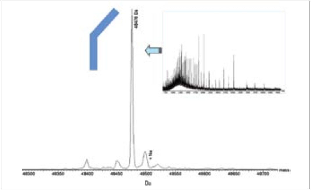 Combined and deconvoluted mass spectrum