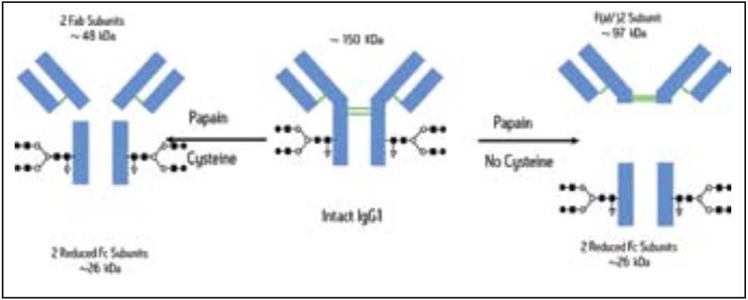 Papain processing of an IgG1 in the presence and absence of cysteine