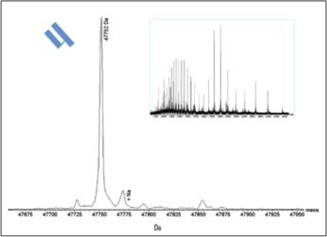 Combined (inset) and deconvoluted mass spectrum corresponding to the Fab fragment (peak 2) generated by papain digestion in the presence of cysteine. Complete processing of the F(ab')2 fragment to the Fab fragment