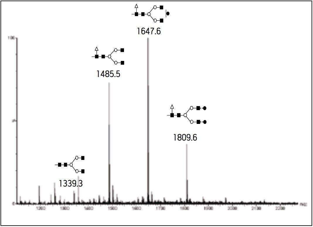 MALDI MS spectrum of purified glycans obtained from the intact antibody