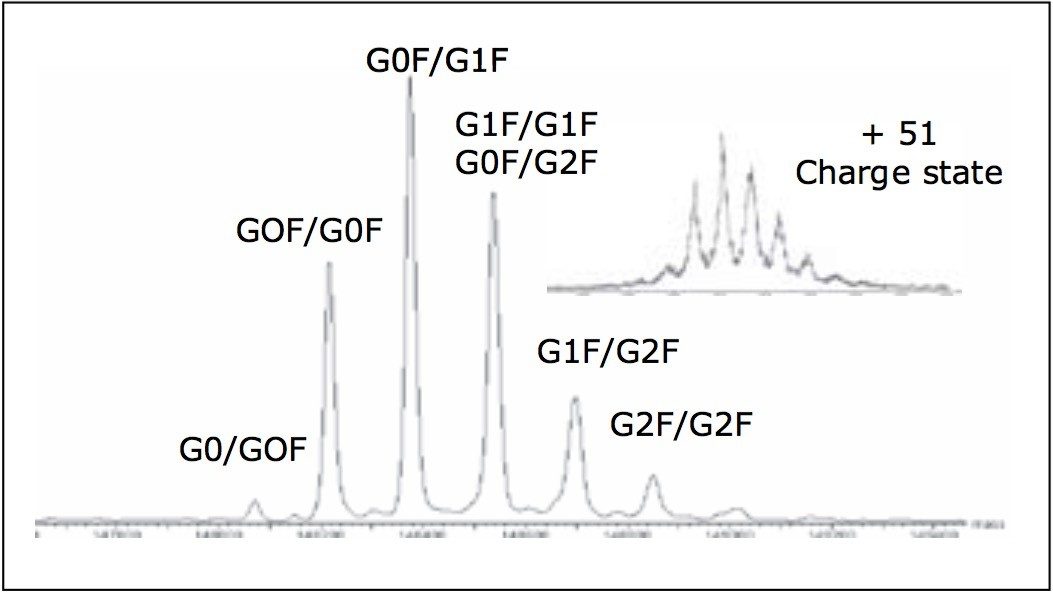 MaxEnt1 deconvoluted mass spectrum of the intact IgG1