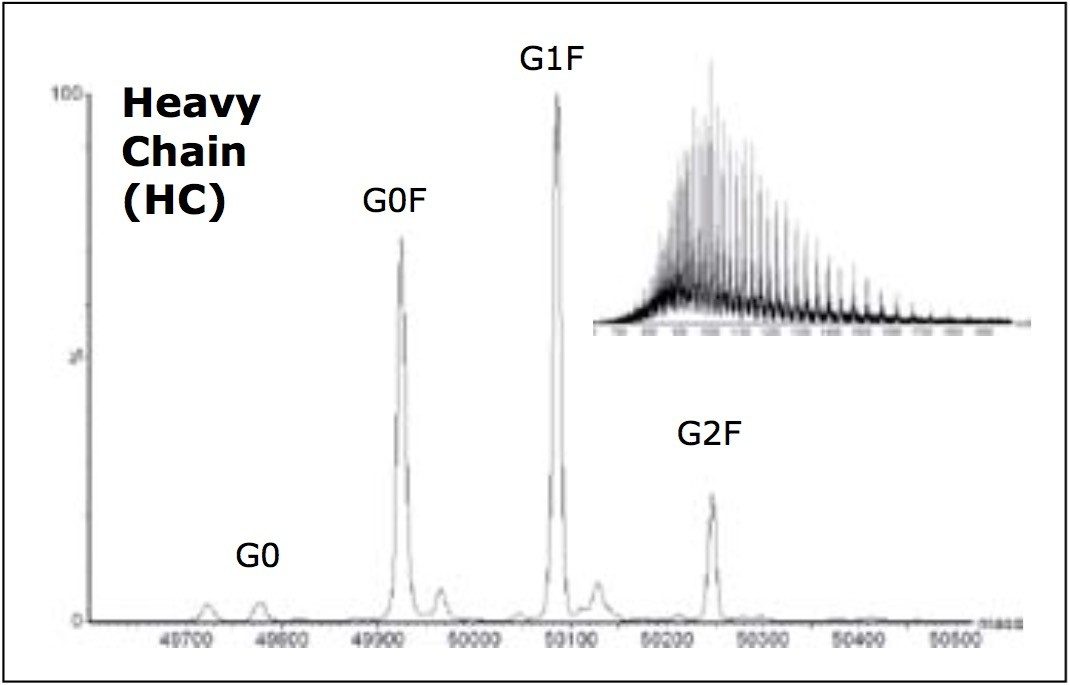 Combined mass spectrum and resulting MaxEnt1 deconvoluted mass spectrum