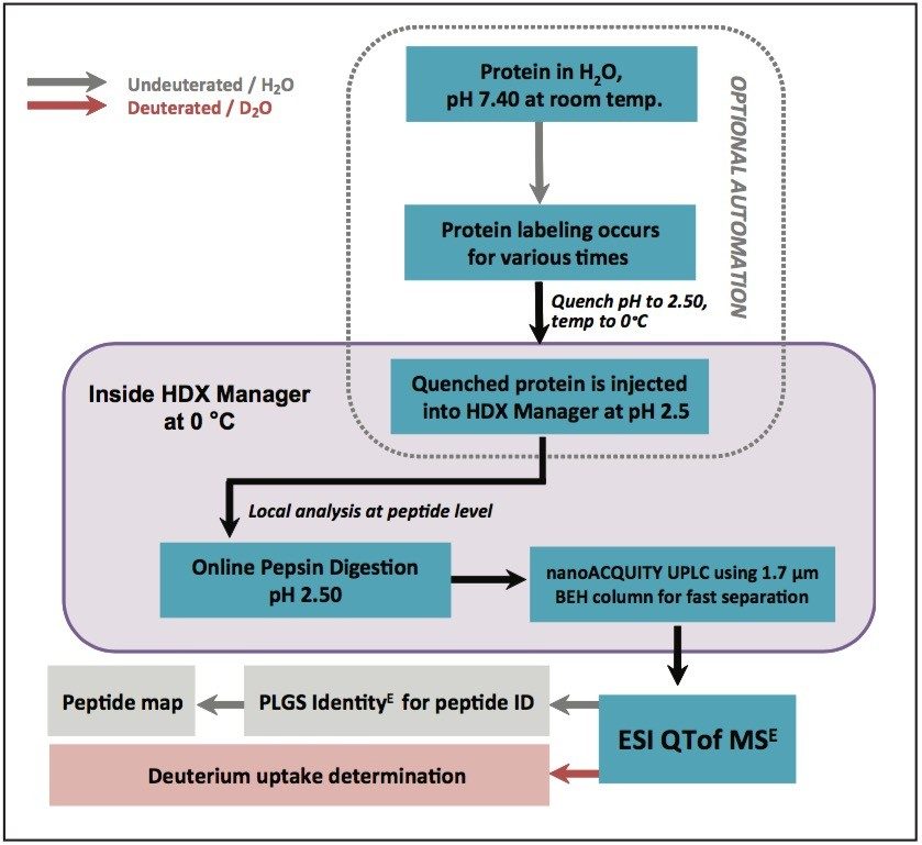 Global HDX workflow for intact protein analyses