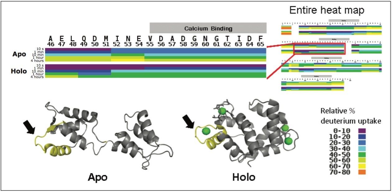 HDX heat map display for assessing conformational difference in localized region 