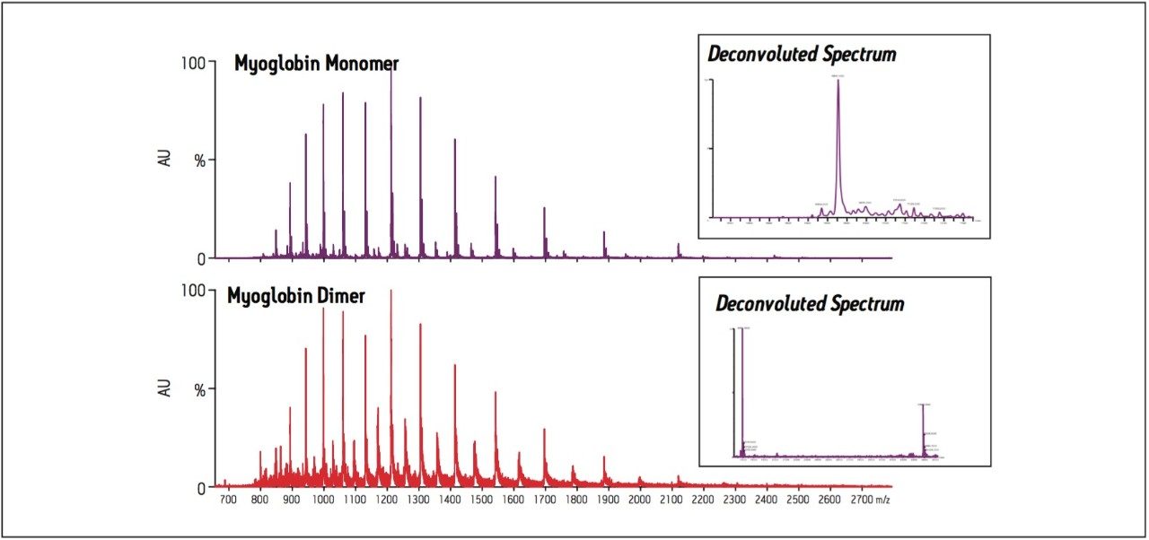 SI mass spectrum and deconvoluted spectrum of myoglobin monomer and dimmer