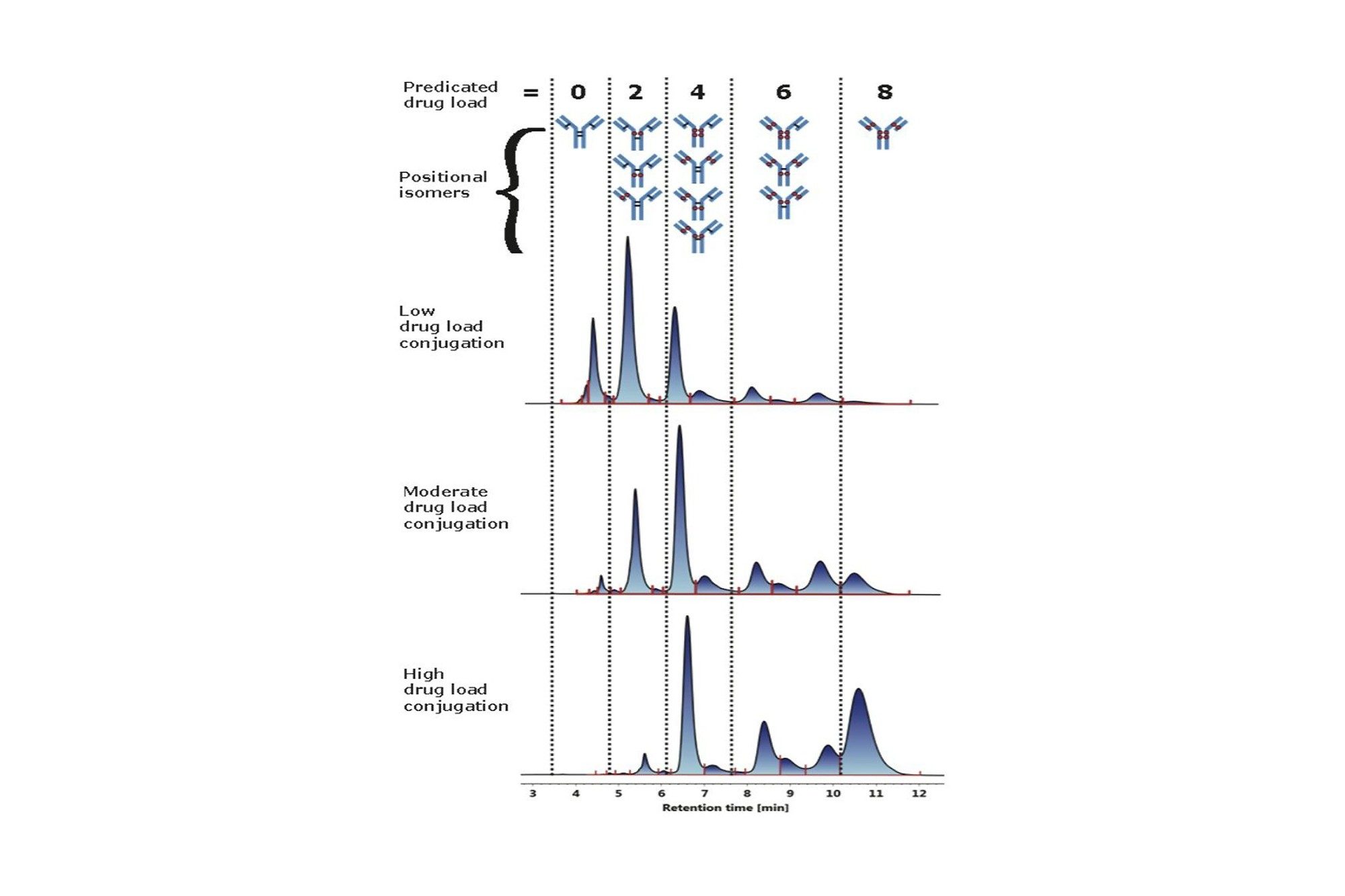 Cysteine conjugated ADC analysis using HIC. Drug distribution was determined for three different cysteine-conjugated ADC samples with increasing drug load