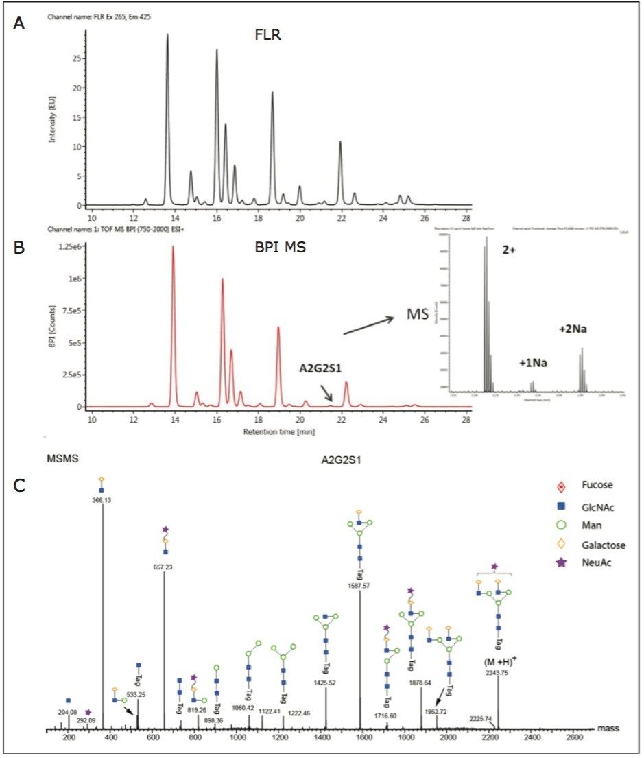 UPLC-FLR/MSMS analysis of Rapi Fluor labeled human IgG N-glycans