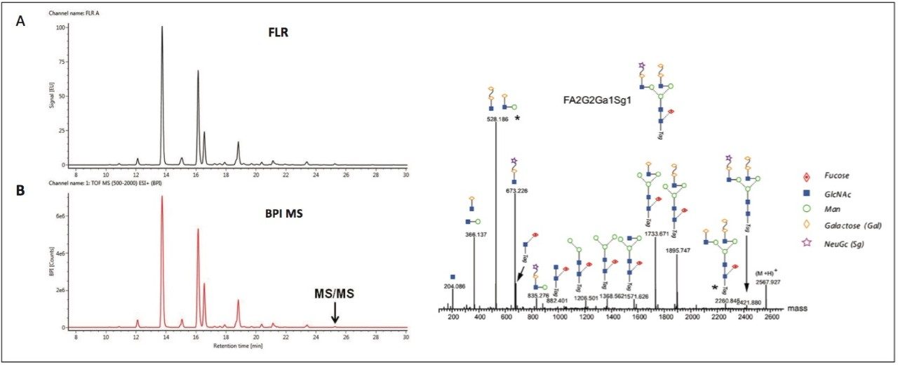  UPLC-FLR/MSMS analysis of Rapi Fluor-MS labeled mouse IgG1 N-glycans