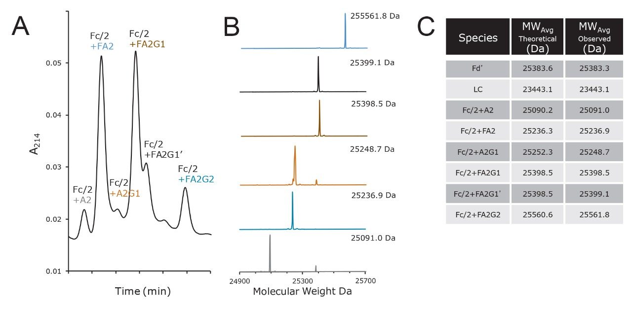 Profiling trastuzumab Fc/2 subunit glycoforms