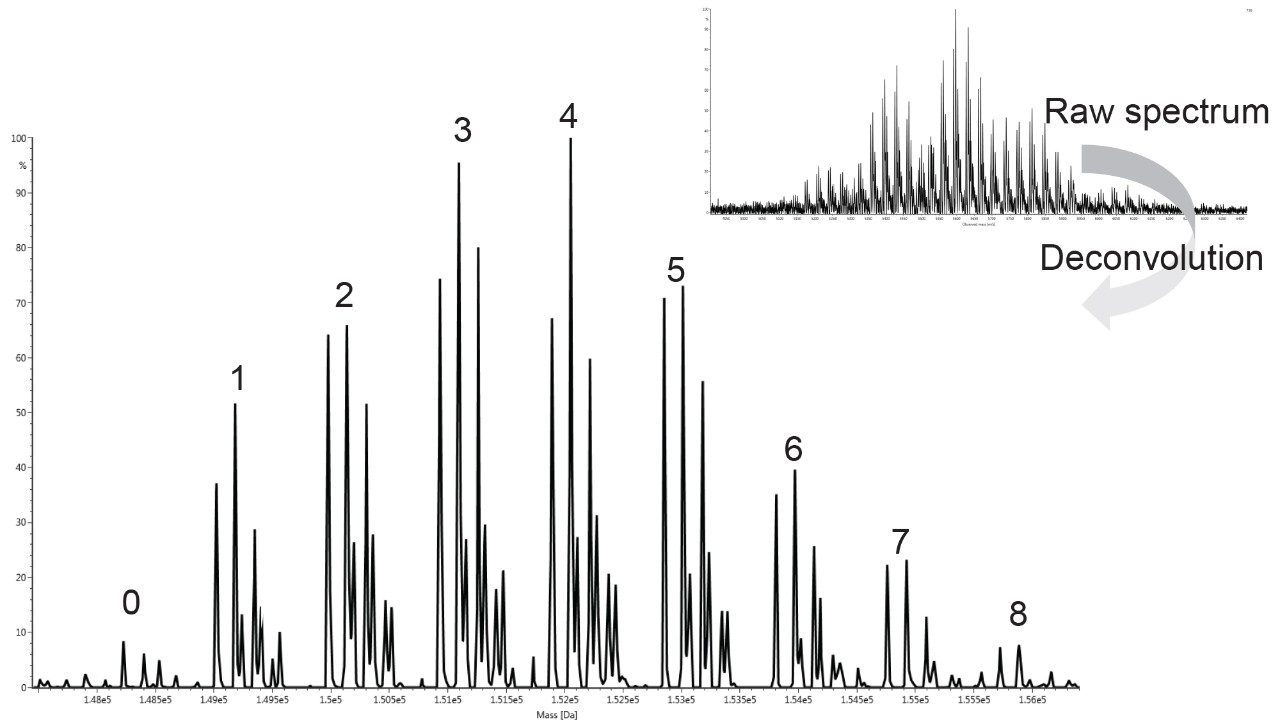 Raw and deconvoluted spectrum of SEC-MS analysis of Lysine conjugated ADC, Kadcyla (trastuzumab Entansine (T-DM1),) without deglycosylation