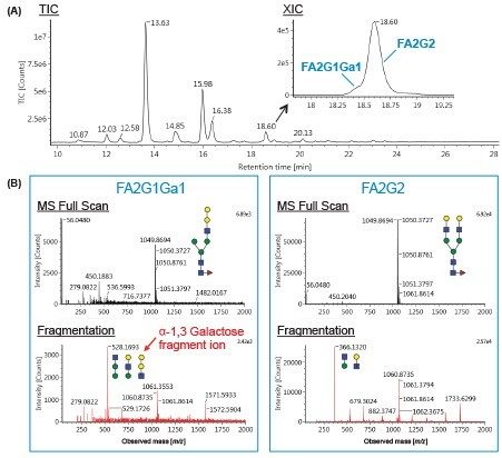 Figure 5. Additional details under Investigate tab for manual data interrogation. (A) MS (TIC) chromatogram of released glycans from innovator infliximab. Zoom-in chromatogram shows the XIC of the two isobaric glycans, FA2G1Ga1 and FA2G2. (B) MS full scan and fragmentation data of FA2G1Ga1 and FA2G2, showing a diagnostic ion (m/z 528) of α-1,3 Galactose.