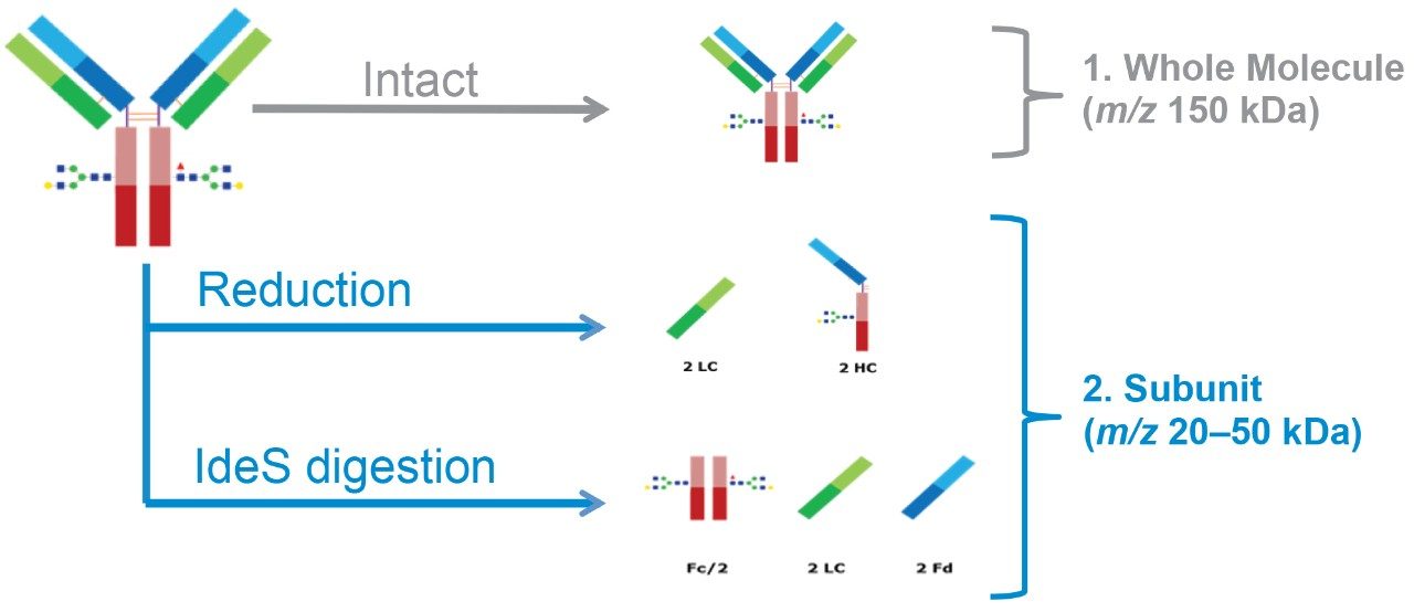 mAbs can be analyzed either at the intact or subunit levels