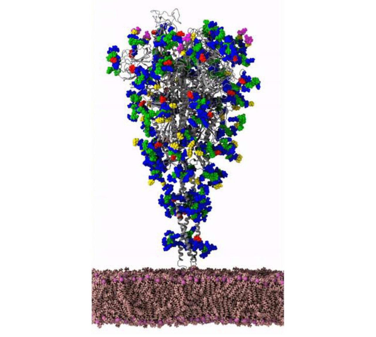 The SARS-CoV-2 spike protein with glycans 