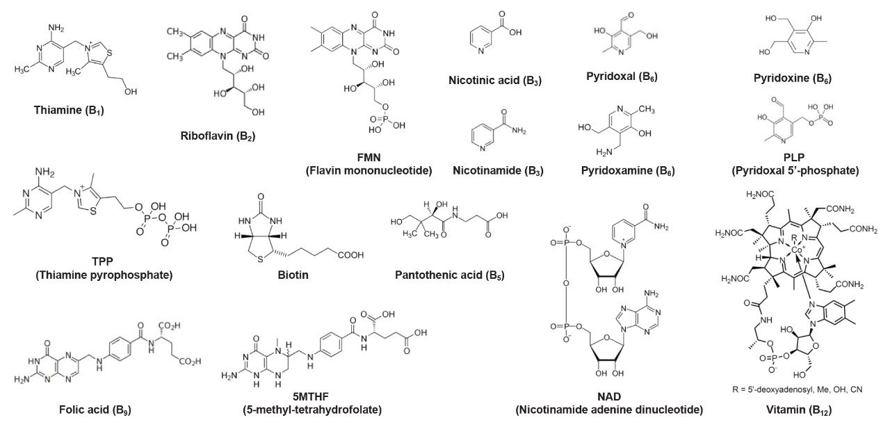 Structures of B Vitamins and their vitamers