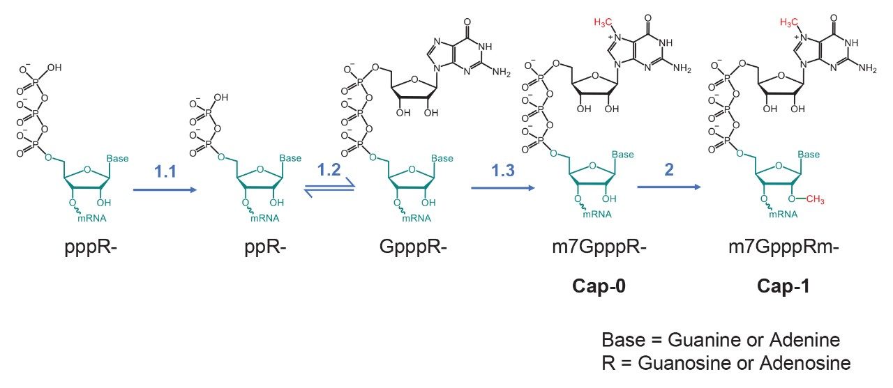 Enzymatic capping of RNA.