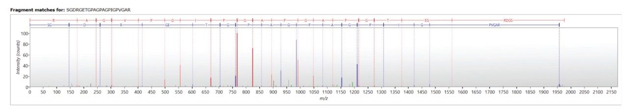 Identification of peptide SGDRGETGPAGPAGPIGPVGAR. 