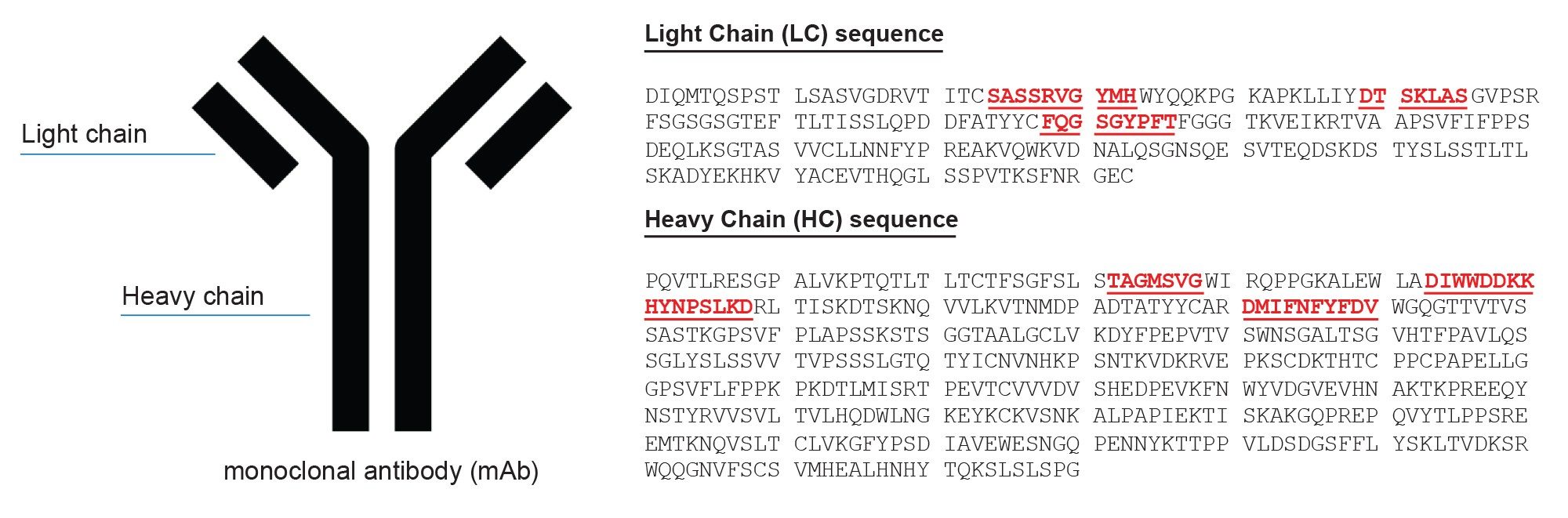 Primary sequences for the light chain and heavy chain of the Waters mAb Tryptic Digestion Standard (P/N 186009126). Amino acid residues associated with the complementary determining region are highlighted red