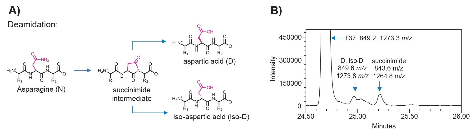 A) Illustration of the deamidation mechanism of asparagine in a generic peptide sequence. B) SIR Chromatogram of the T37 “PENNY” peptide and its associated deamidated species and succinimide intermediate acquired with the ACQUITY QDa II Mass Detector