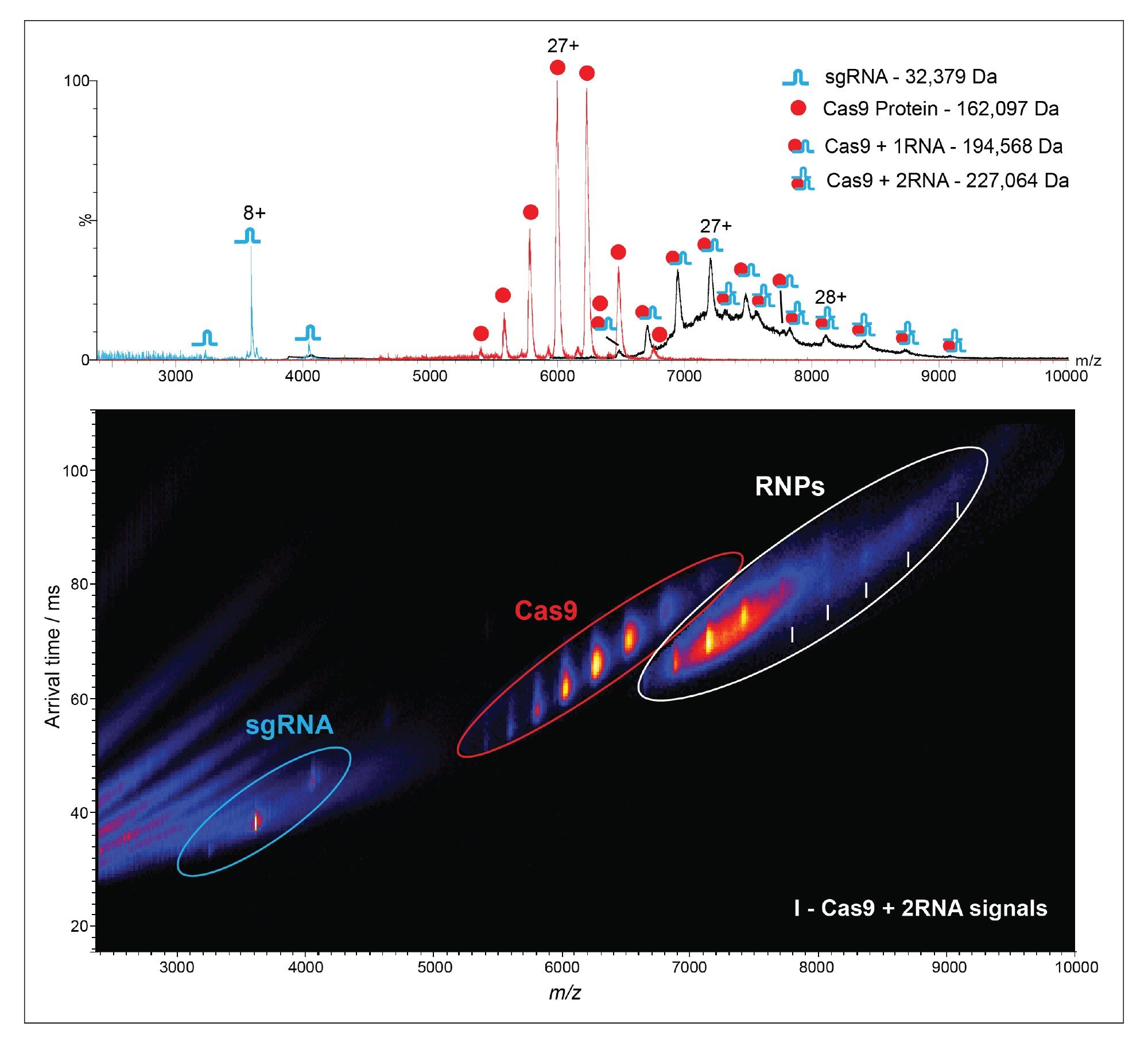 Native ion mobility-mass spectra of CRISPR-related species. Top – overlaid spectra of the sgRNA (blue), Cas9 protein (red) and Cas9 incubated with sgRNA (black). The observed mass for the sgRNA was 32,379 Da, in excellent agreement with the sequence mass