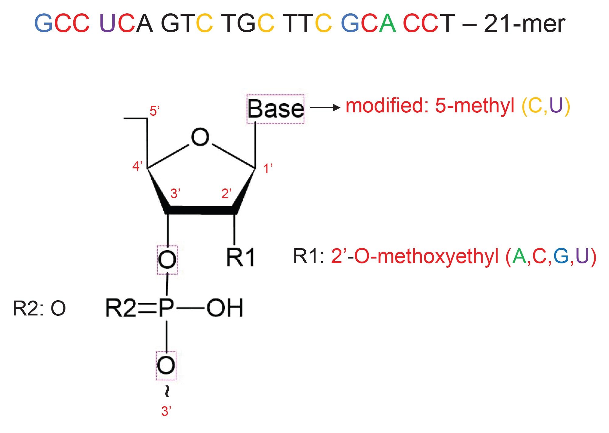 Chemical modifications incorporated in the sequence of the 21-mer siRNA oligonucleotide