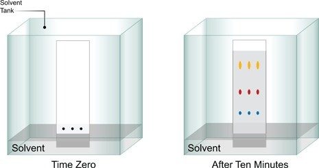 Thin-layer Chromatography.