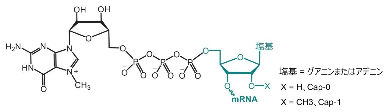 mRNA キャップ構造