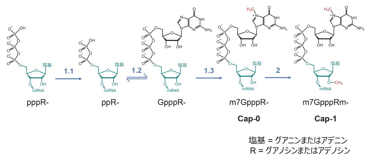 RNA の酵素キャッピング