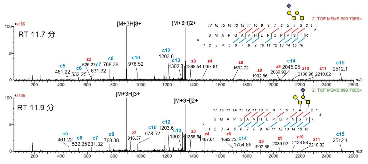 RT 11.7 分および 11.9 分（m/z 890.7、3+）の LC-HDMS/MS ピークの ECD MS スペクトル。T19 トリプシンペプチド（SMAPGAVHLPQPVSTR）+ 2 HexNAc + 2 Hex + 1NeuAc について選択した m/z。ECD フラグメンテーションにより、位置 14 および 15 の 2 つのコア 1 O-結合型糖鎖の部位およびアイデンティティーが確認されました。