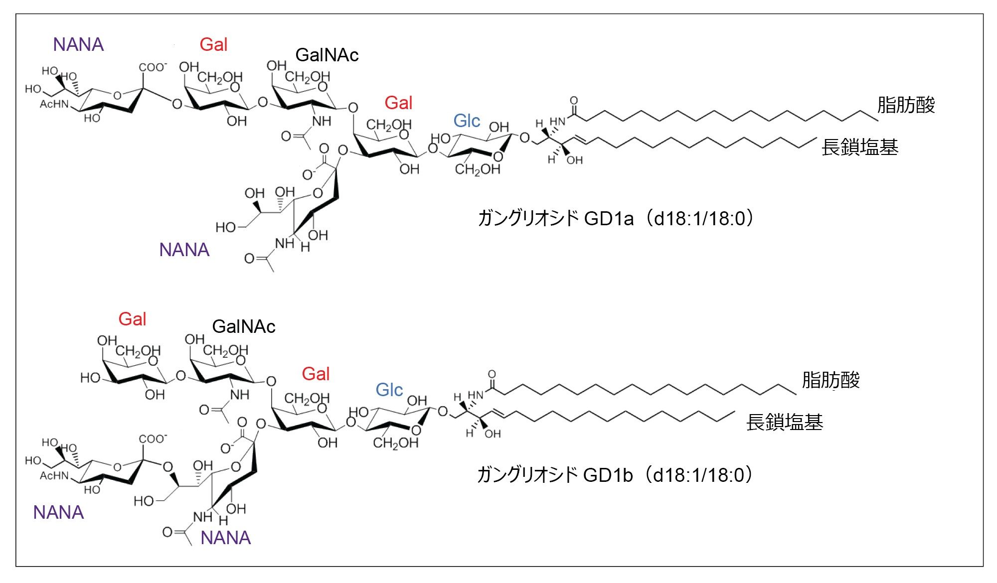 ガングリオシド GD1a（d18:1/18:0）および GD1b（d18:1/18:0）の構造。ガングリオシドは、グルコース（Glc）、ガラクトース（Gal）、N-アセチルノイラミン酸（NANA）、N-アセチルガラクトサミン（GalNAc）単位を含むオリゴ糖鎖にグリコシド結合によって結合したセラミドで構成されています。