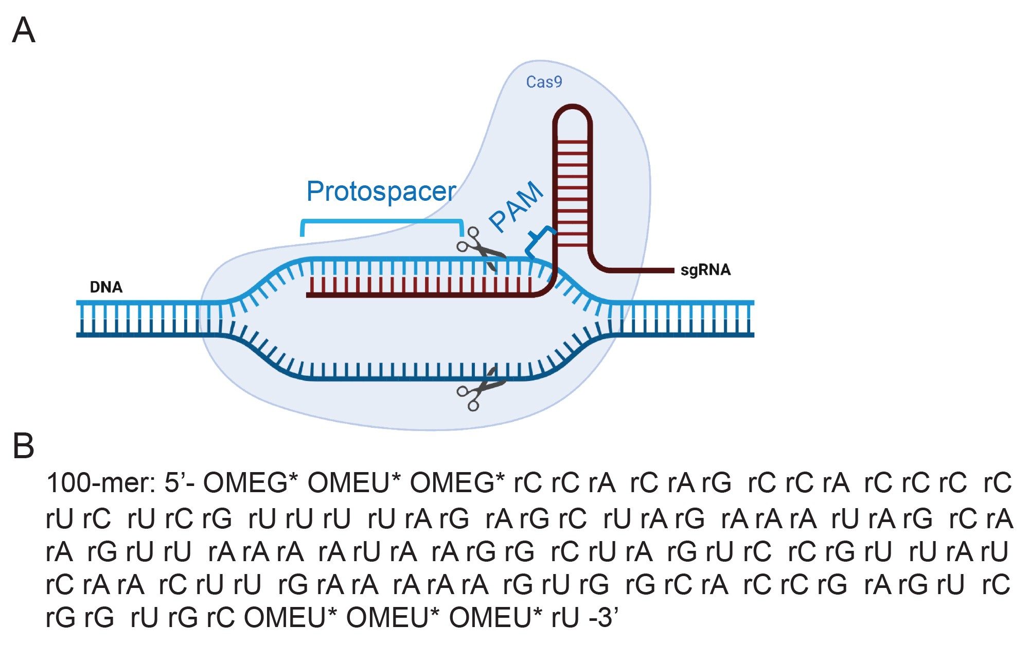 Cas9 タンパク質および相補的 DNA に一本鎖ガイド RNA（sgRNA）が結合した CRISPR-Cas9 リボ核タンパク質（RNP）複合体の概略図。BioRender.com で作成。