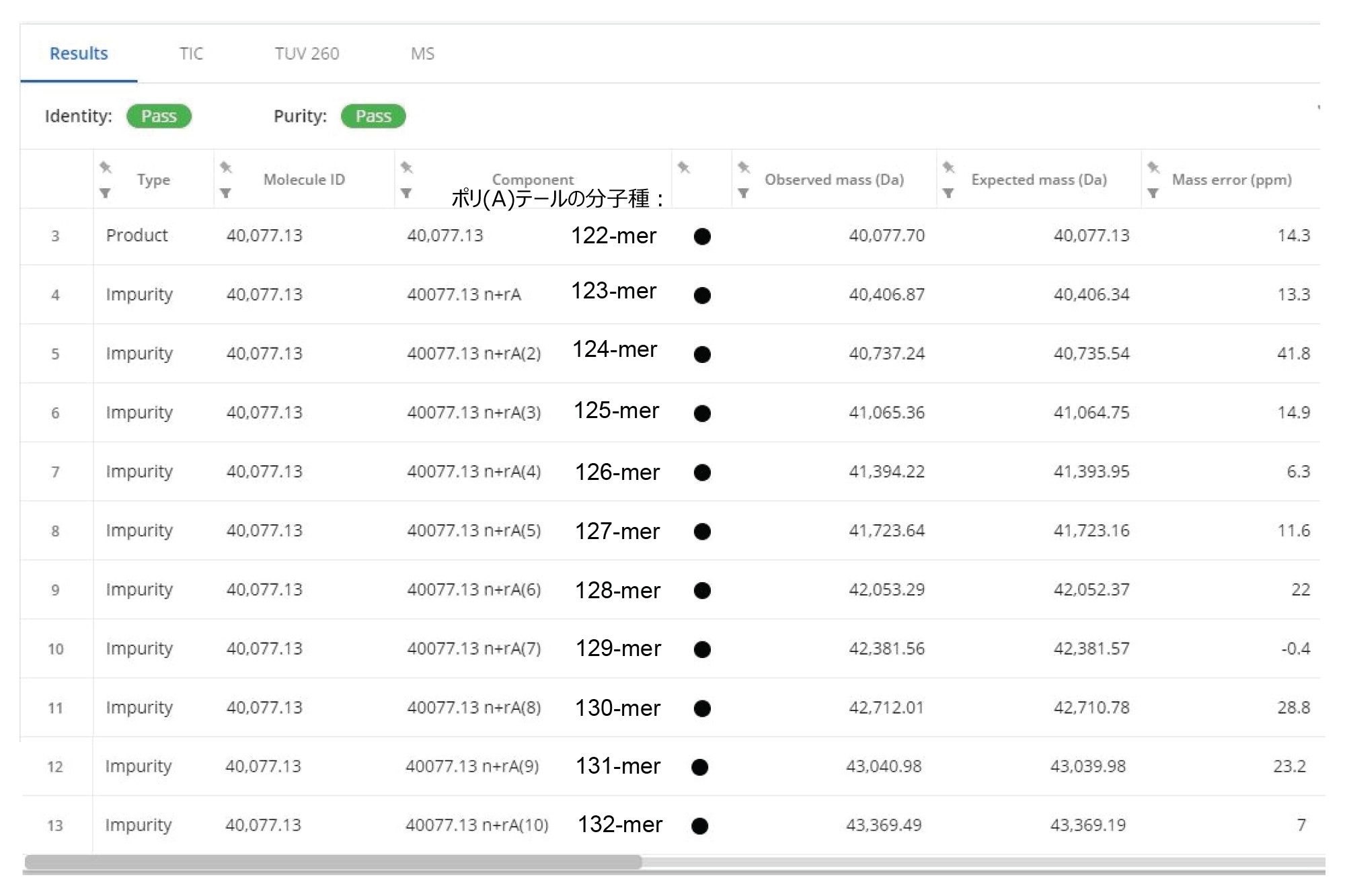 Fluc mRNA のポリ（A）テールの分析で得られた解析結果が表示されている INTACT Mass レポートのセクション