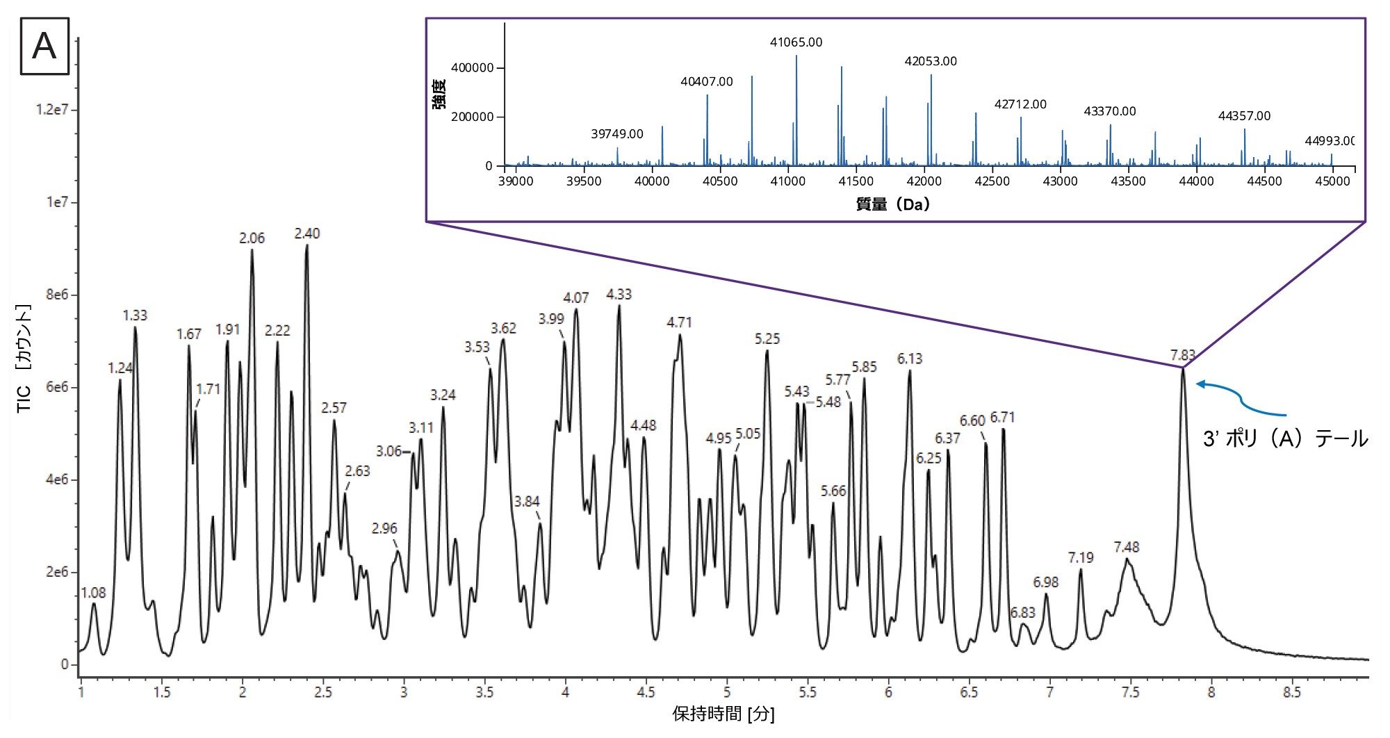  RNase T1 消化 FLuc mRNA に由来する 3&#39; ポリ（A）テールオリゴヌクレオチド混合物のクロマトグラム。挿入図に、INTACT Mass アプリケーションで得られた MaxEnt1 チャージデコンボリューションを示しています