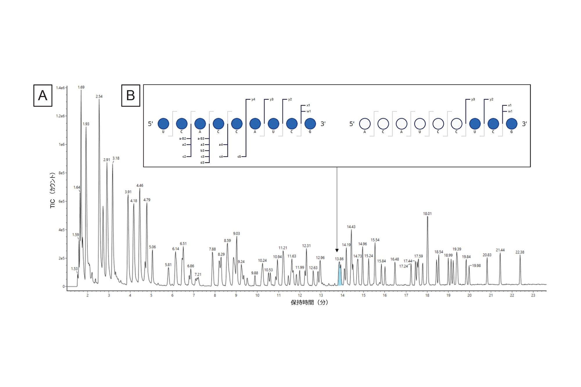 A）位置 623 ～ 631（ACAUCCUCGp）および 551 ～ 559（UCACCAUCGp）に消化フラグメント成分が予測され、Gaye らから転載した TIC 中の同じ RT のピークに割り当てられています。インタクト質量情報を使用して正しい割り当てを決定することはできません。（B）同じ注入で得られた MSE データを使用することで、この割り当ての正しい配列を明らかにすることができます。waters_connect CONFIRM Sequence アプリケーションを用い、各配列に対して高エネルギーフラグメントイオンを予測し、カスタマイズされたアルゴリズムで波形解析した生データの同位体クラスターにマッチングしました。