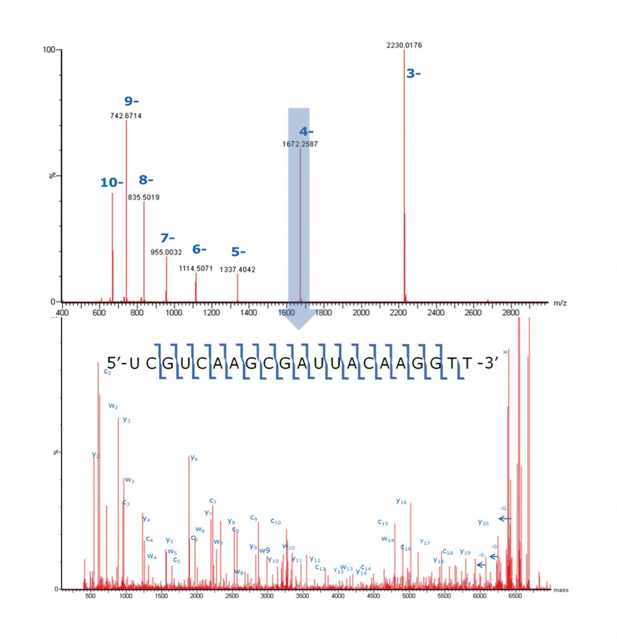 LC-MS/MS full ladder sequence confirmation for the ssRNA sequence of 5'-UCGUCAAGCGAUUACAAGGTT-3' was achieved