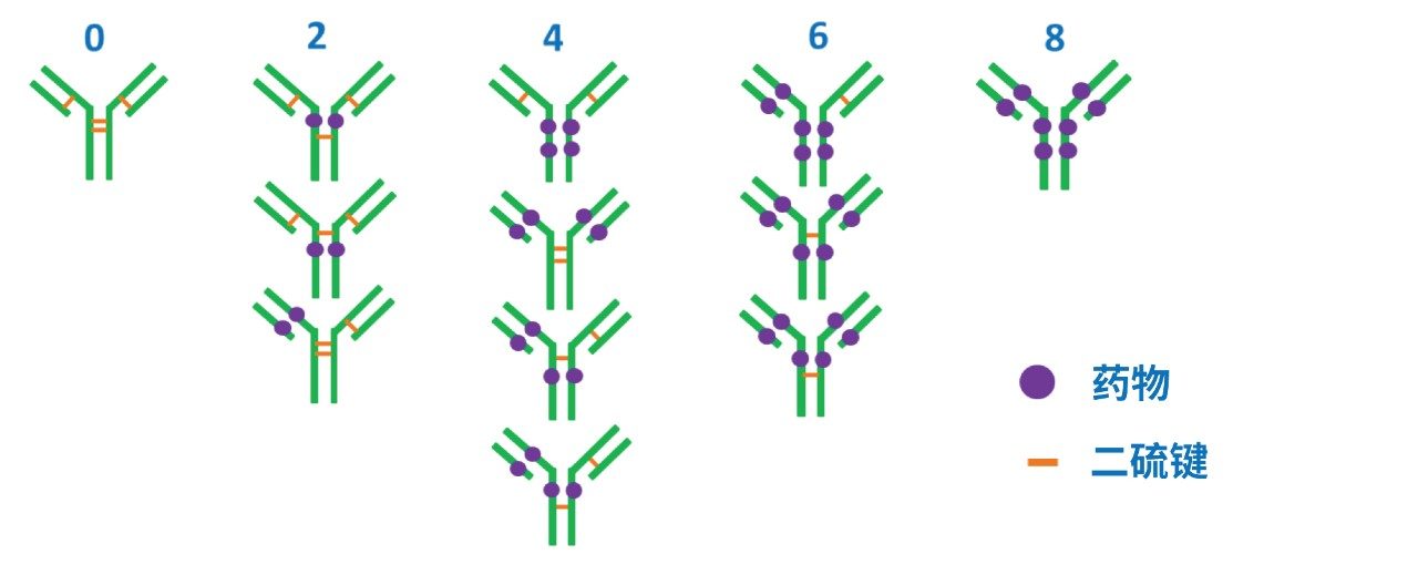 IgG1抗体及其潜在的半胱氨酸偶联ADC载药量分布（包括异构体结构）